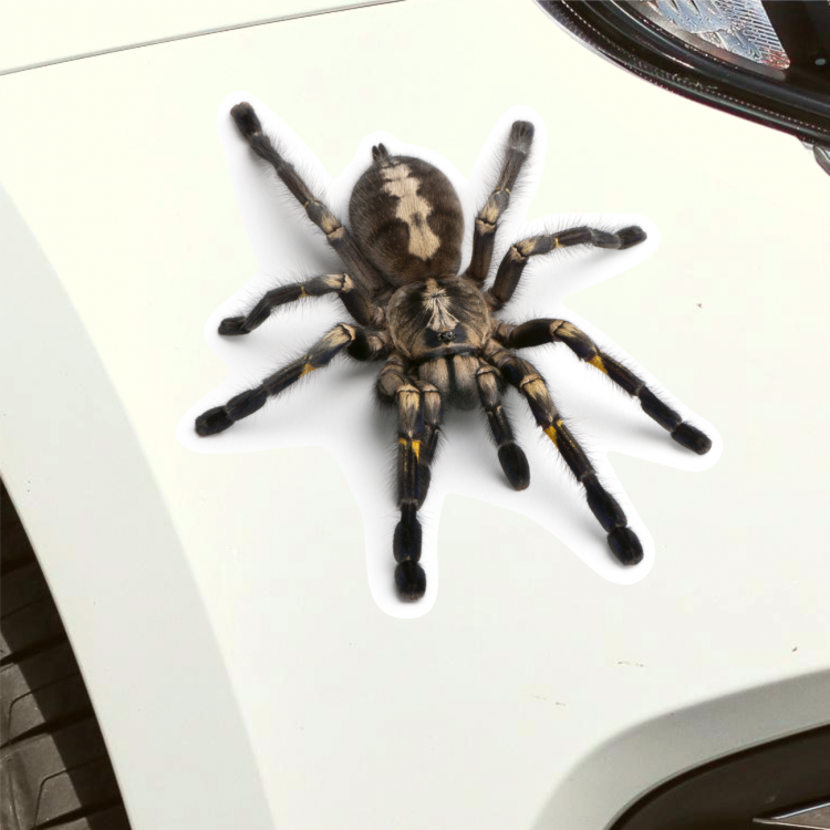Наклейка Наклейка на авто паук, 15х14 см, белый фон